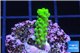 Acropora full neon green 2-3 cm WYSIWYG acclimaté