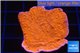 Montipora red cap 3-4 cm WYSIWYG acclimaté
