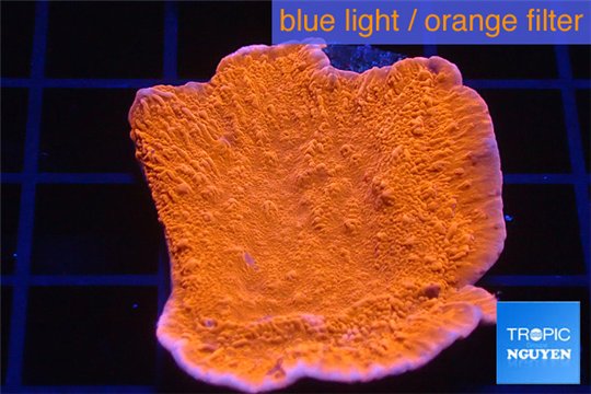 Montipora red cap 3-4 cm WYSIWYG acclimaté