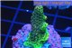 Acropora gold Indonesia 1-3 cm WYSIWYG acclimaté