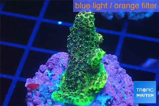 Acropora gold Indonesia 1-3 cm WYSIWYG acclimaté