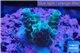 Acropora green blue tip 2-4 cm WYSIWYG acclimaté
