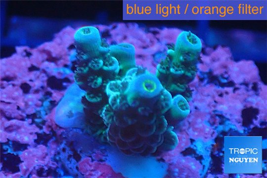Acropora green blue tip 2-4 cm WYSIWYG acclimaté