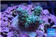 Acropora green blue tip 2-4 cm WYSIWYG acclimaté