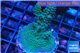 Acropora green purple Australia 3-4 cm WYSIWYG acclimaté