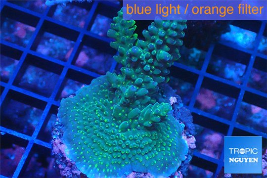 Acropora green purple Australia 3-4 cm WYSIWYG acclimaté