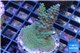 Acropora green purple Australia 3-4 cm WYSIWYG acclimaté