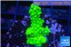Acropora full neon green 2-3 cm WYSIWYG acclimaté