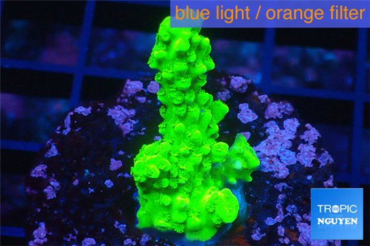 Acropora full neon green 2-3 cm WYSIWYG acclimaté