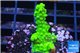 Acropora full neon green 2-3 cm WYSIWYG acclimaté