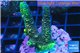 Acropora pink & green Indonesia 3-4 cm WYSIWYG acclimaté