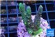 Acropora pink & green Indonesia 3-4 cm WYSIWYG acclimaté