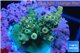 Acropora purple gold Indonesia 2-3 cm WYSIWYG acclimaté