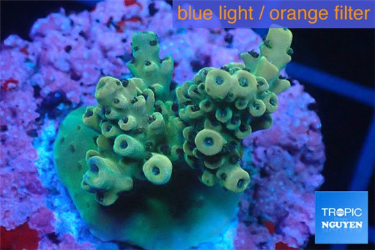 Acropora purple gold Indonesia 2-3 cm WYSIWYG acclimaté