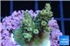 Acropora purple gold Indonesia 2-3 cm WYSIWYG acclimaté