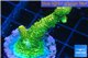 Acropora gold Indonesia 3-5 cm WYSIWYG acclimaté