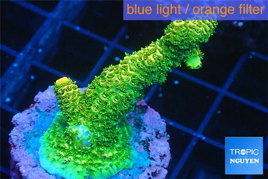 Acropora gold Indonesia 3-5 cm WYSIWYG acclimaté