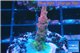 Acropora full pink & white polyps Fijii premium 2-3 cm WYSIWYG acclimaté