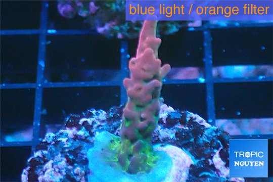Acropora full pink & white polyps Fijii premium 2-3 cm WYSIWYG acclimaté