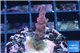 Acropora full pink & white polyps Fijii premium 2-3 cm WYSIWYG acclimaté