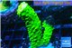 Acropora full neon green 3-5 cm WYSIWYG acclimaté