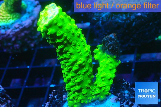 Acropora full neon green 3-5 cm WYSIWYG acclimaté