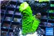 Acropora full neon green 3-5 cm WYSIWYG acclimaté