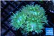 Duncanopsammia green 7-9 polyps WYSIWYG acclimaté