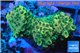 Acropora gold Indonesia 2-3 cm WYSIWYG acclimaté