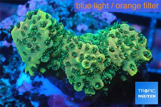 Acropora gold Indonesia 2-3 cm WYSIWYG acclimaté