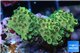Acropora gold Indonesia 2-3 cm WYSIWYG acclimaté