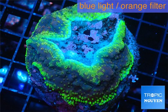 Acropora purple gold base rock Indonesia 6-8 cm WYSIWYG acclimaté