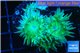 Duncanopsammia green 5-6 polyps WYSIWYG acclimaté
