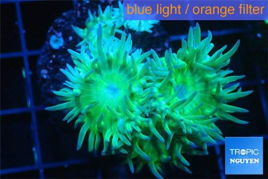 Duncanopsammia green 5-6 polyps WYSIWYG acclimaté