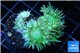 Duncanopsammia green 5-6 polyps WYSIWYG acclimaté