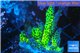 Montipora red fire 3-4 cm WYSIWYG acclimaté