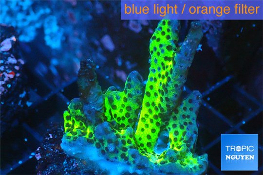 Montipora red fire 3-4 cm WYSIWYG acclimaté