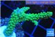 Acropora green 4-6 cm WYSIWYG acclimaté