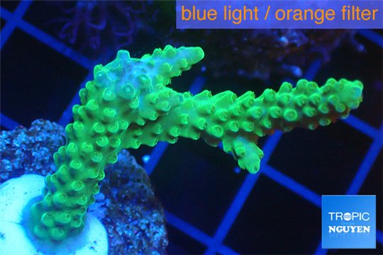 Acropora green 4-6 cm WYSIWYG acclimaté