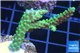 Acropora green 4-6 cm WYSIWYG acclimaté
