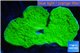 Montipora green cap 2-4 cm WYSIWYG acclimaté