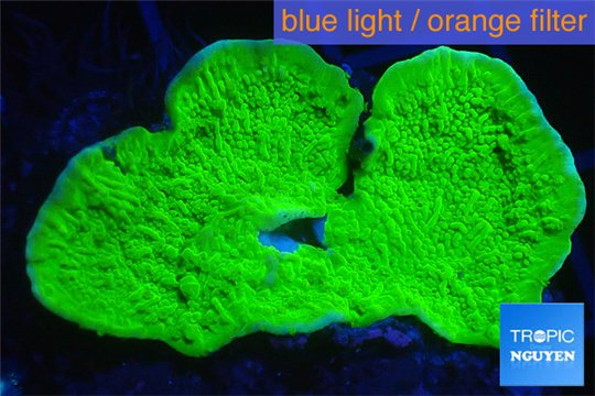 Montipora green cap 2-4 cm WYSIWYG acclimaté