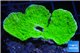 Montipora green cap 2-4 cm WYSIWYG acclimaté