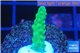 Acropora green 2-3 cm WYSIWYG acclimaté