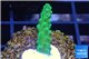Acropora green 2-3 cm WYSIWYG acclimaté