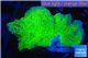 Montipora green cap damaged 2-3 cm WYSIWYG acclimaté
