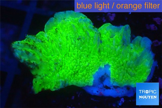 Montipora green cap damaged 2-3 cm WYSIWYG acclimaté