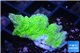 Montipora green cap damaged 2-3 cm WYSIWYG acclimaté