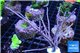 Gorgonia symbiotic 8-14 cm WYSIWYG acclimaté