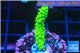 Acropora full neon green 2-4 cm WYSIWYG acclimaté